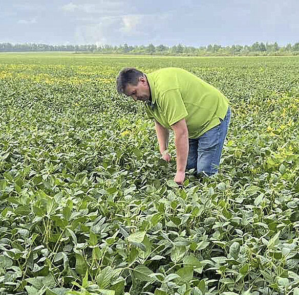 Soybeans